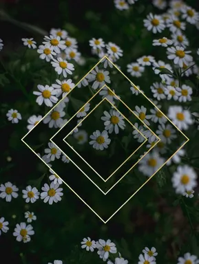 Ромашки. Тетрадь в мягкой пластиковой обложке, А5, 80л.: купить с доставкой по Кипру или в книжных магазинах Букберри в Лимасоле, Ларнаке и Пафосе