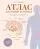 Атлас анатомии человека. Нервная система: купить с доставкой по Кипру или в книжных магазинах Букберри в Лимасоле, Ларнаке и Пафосе