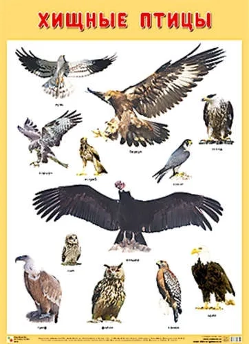 ПЛ Хищные птицы: купить с доставкой по Кипру или в книжных магазинах Букберри в Лимасоле, Ларнаке и Пафосе