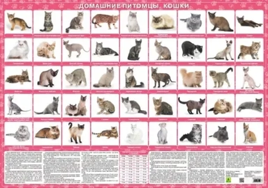 Домашние питомцы. Кошки. Настольное издание: купить с доставкой по Кипру или в книжных магазинах Букберри в Лимасоле, Ларнаке и Пафосе