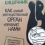 Заказать Очаровательный кишечник. Как самый могущественный орган управляет нами с доставкой по всему Кипру